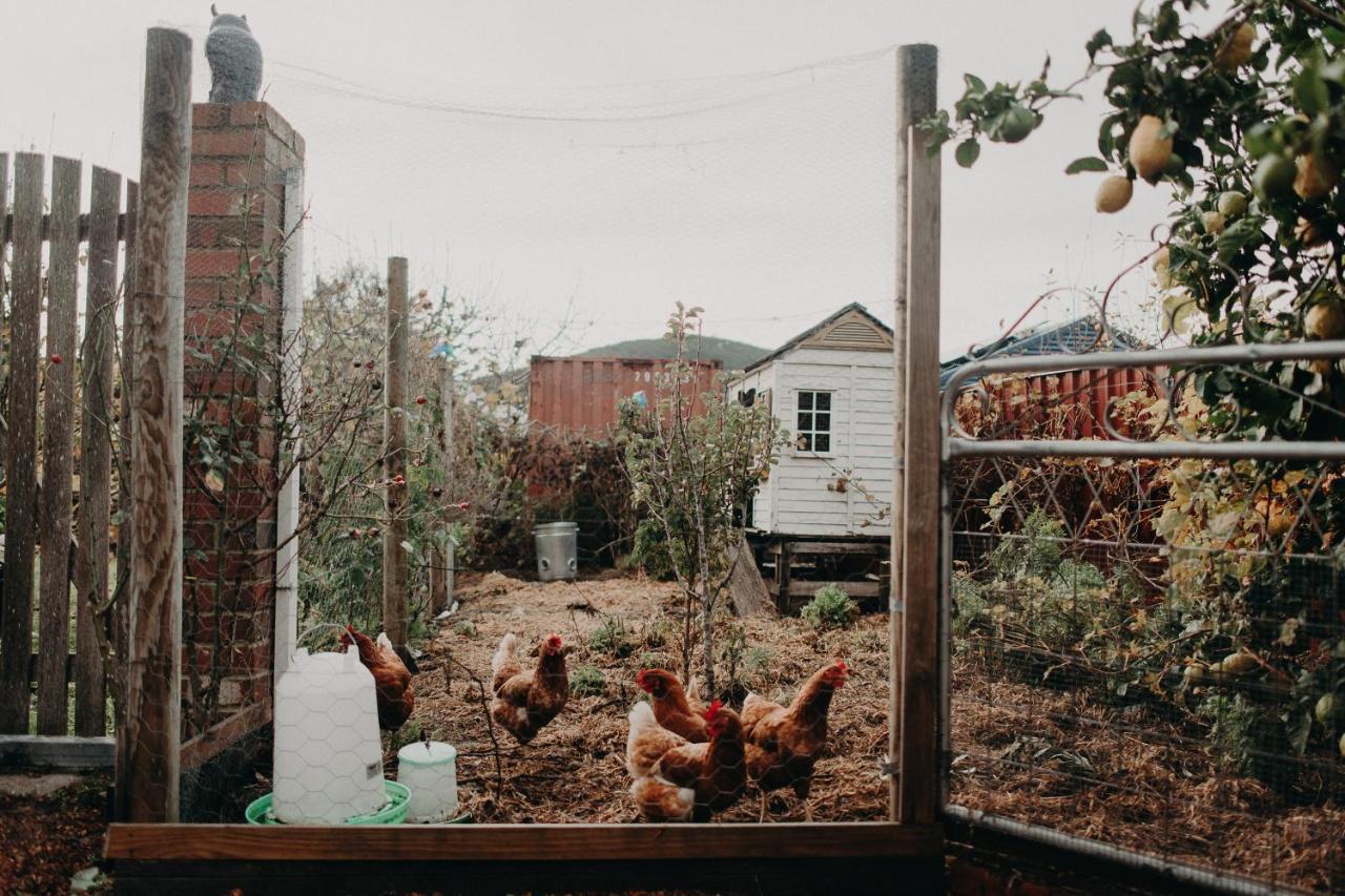 The Allotment Albany - Centrally Located Cottage In Old Albany Exterior foto